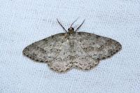 Ectropis crepuscularia