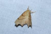 Ennomos erosaria