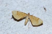 Gandaritis pyraliata