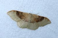 Idaea degeneraria