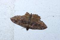 Philereme transversata