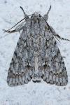 Acronicta aceris