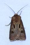 Agrotis exclamationis
