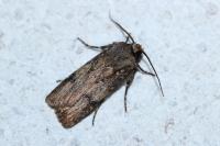 Agrotis puta