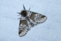 Furcula furcula