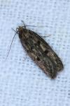 Hofmannophila pseudospretella