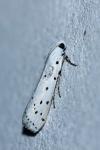 Myelois circumvoluta