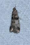 Sciota rhenella