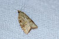 Aleimma loeflingiana