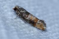 Clavigesta purdeyi