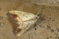 Evergestis extimalis