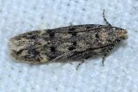 Bryotropha domestica