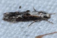 Blastodacna hellerella