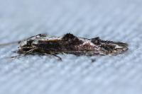 Blastodacna hellerella