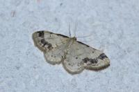 Idaea trigeminata