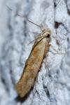 Mompha ochraceella