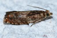 Epinotia abbreviana