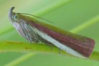 Oncocera semirubella