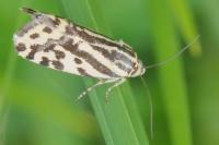 Emmelia trabealis
