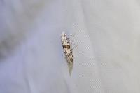 Scythropia crataegella