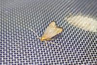 Eurodachtha pallicornella