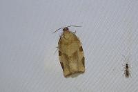 Choristoneura hebenstreitella