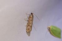 Rhyacionia miniatana/pinivorana