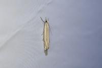 Crambus pascuella