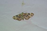 Eupithecia pulchellata