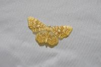 Hydrelia flammeolaria