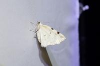 Lomographa bimaculata