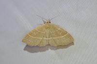 Trisateles emortualis