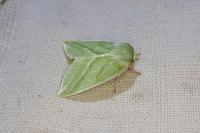 Pseudoips prasinanus