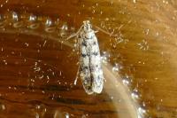 Bryotropha domestica