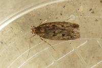 Hofmannophila pseudospretella
