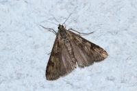 Nomophila noctuella