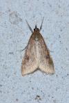 Udea ferrugalis