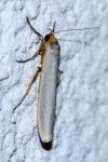 Eilema caniola