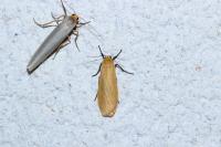 Wittia sororcula