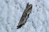 Anarsia innoxiella