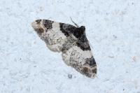 Catarhoe cuculata