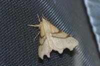 Ennomos erosaria