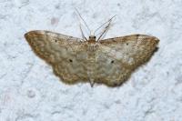 Idaea fuscovenosa