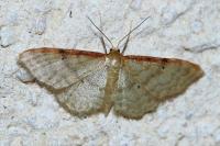 Idaea humiliata