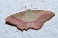 Rhodostrophia vibicaria