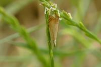 Chrysoteuchia culmella
