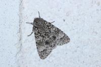Acronicta megacephala