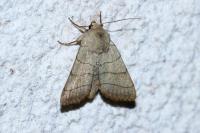Charanyca trigrammica
