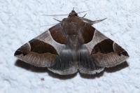 Dysgonia algira