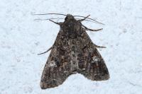 Mamestra brassicae